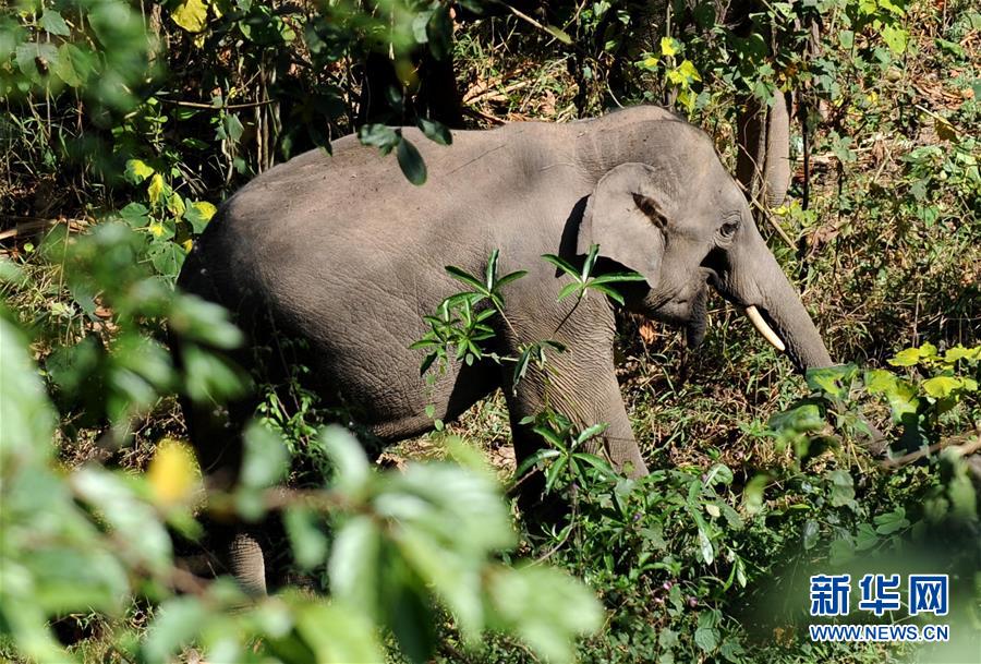 （新時代新氣象新作為·圖文互動）（2）“共同守護(hù)人類家園”——中老邊境“綠色生態(tài)屏障”悄然崛起 