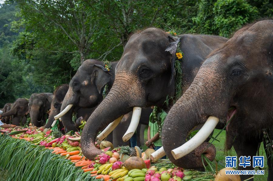 （新時代新氣象新作為·圖文互動）（3）“共同守護(hù)人類家園”——中老邊境“綠色生態(tài)屏障”悄然崛起 
